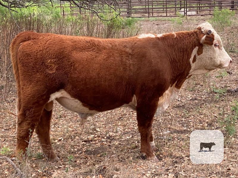 Cattle Range Listing Photo