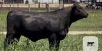 200 Brangus & Brangus Cross Rep. Heifers... Central TX