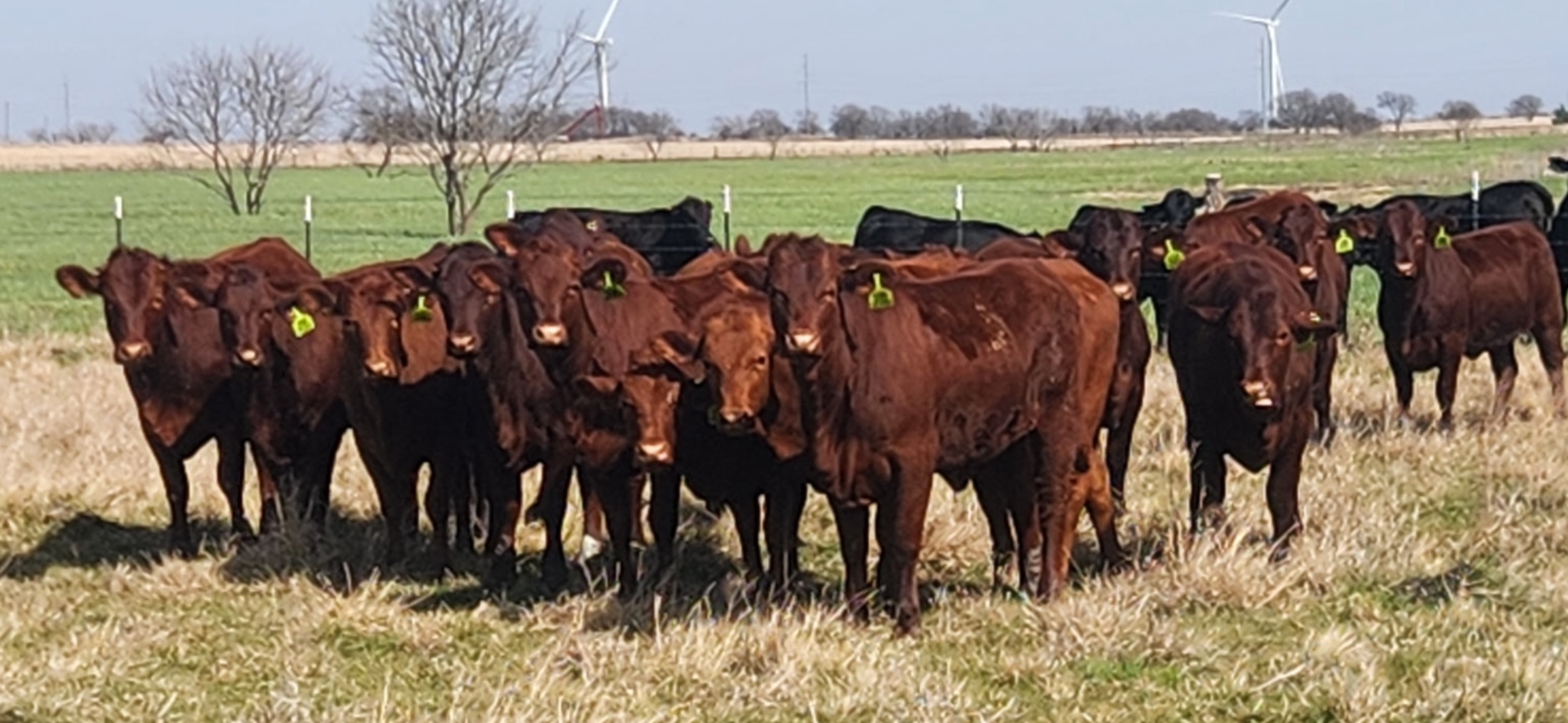 Cattle Range Listing Photo