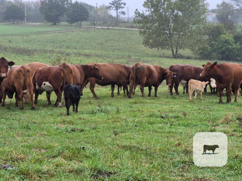 Cattle Range Listing Photo 3