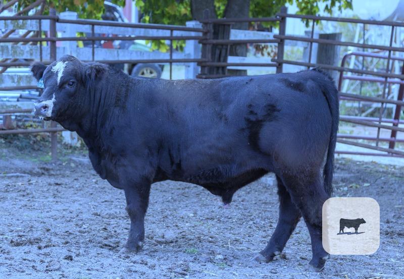 Cattle Range Listing Photo 3