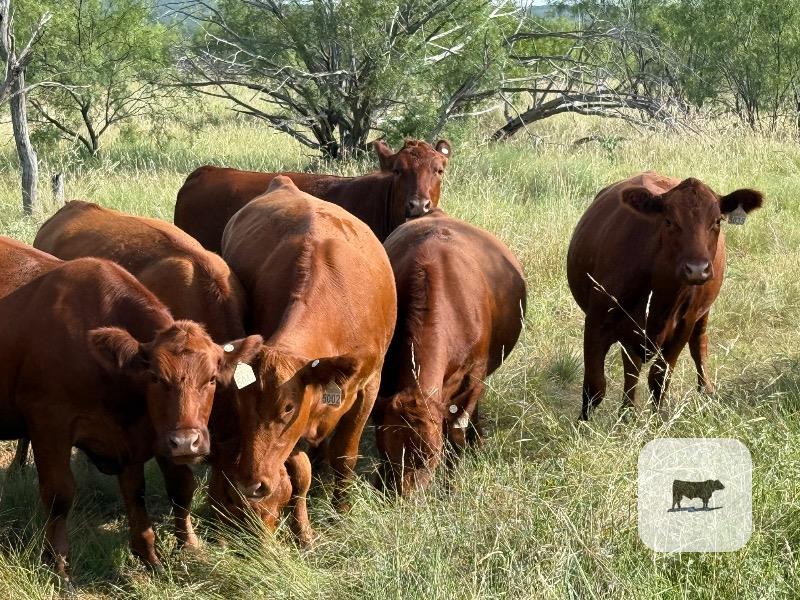 Cattle Range Listing Photo