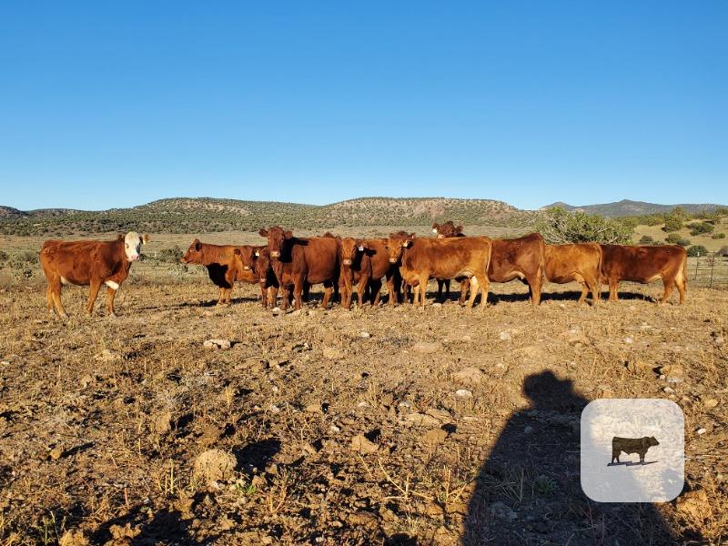 Cattle Range Listing Photo 5