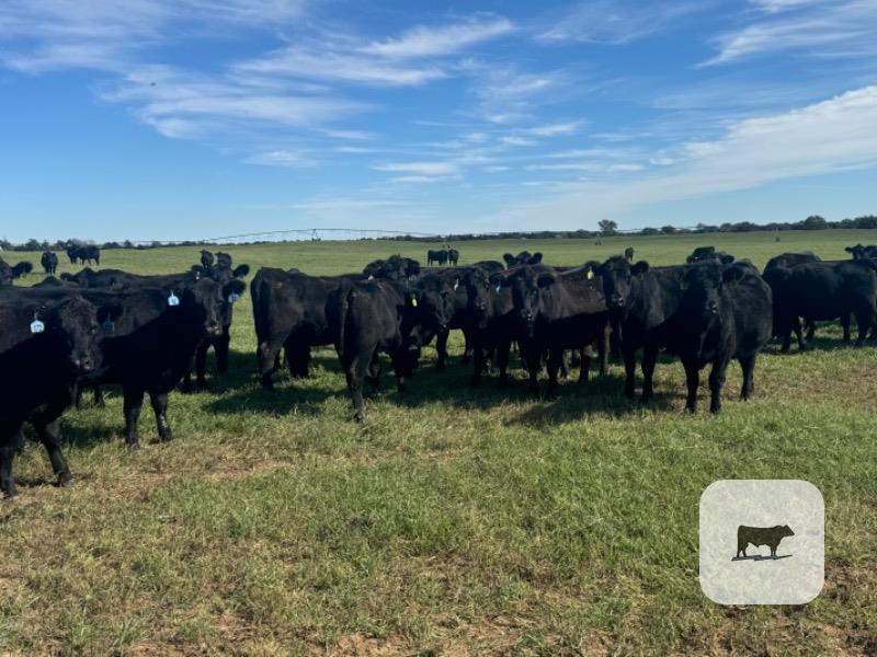 Cattle Range Listing Photo 3