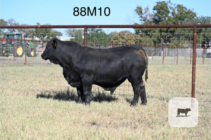 Cattle Range Listing Photo