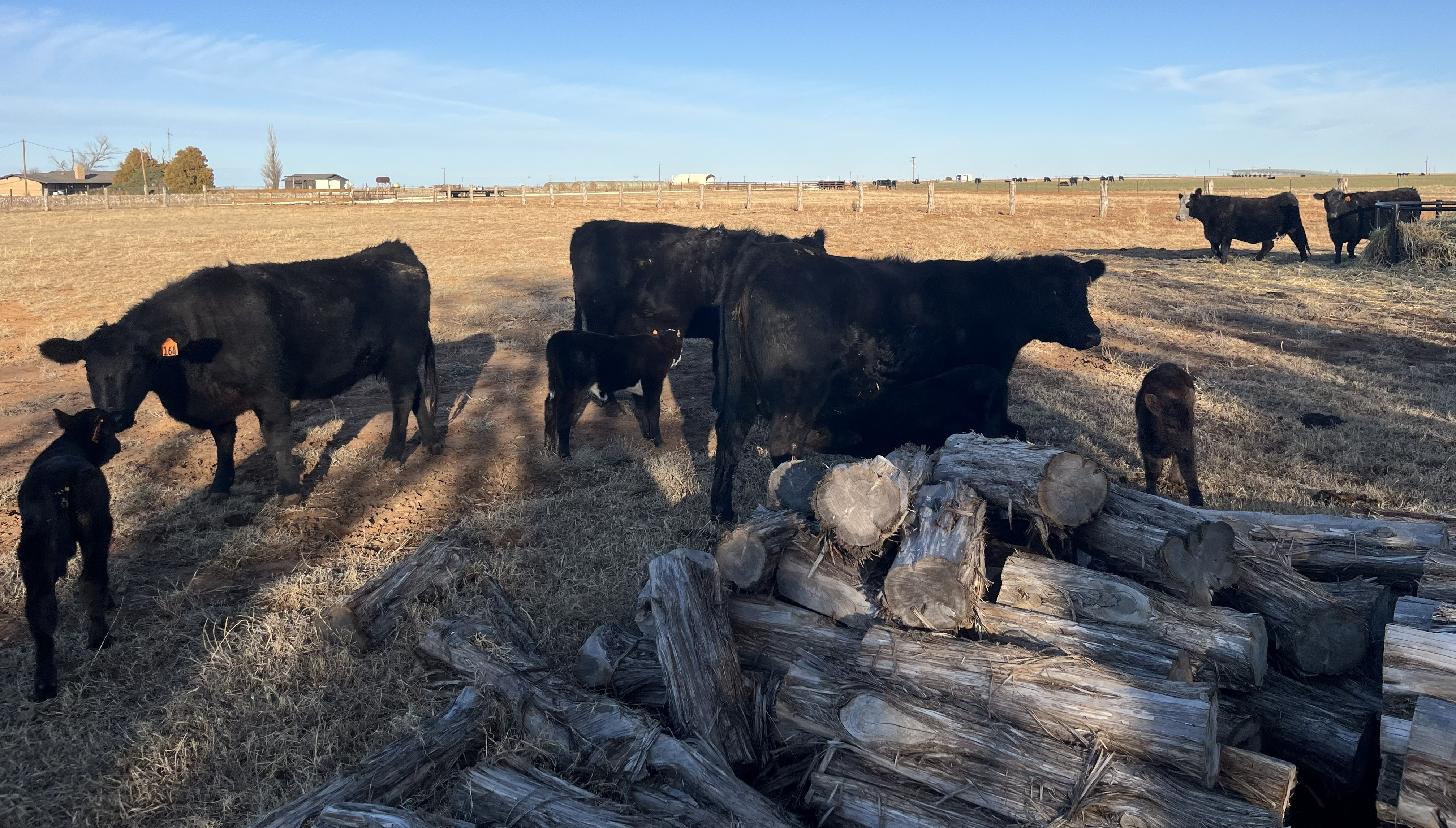 Cattle Range Listing Photo