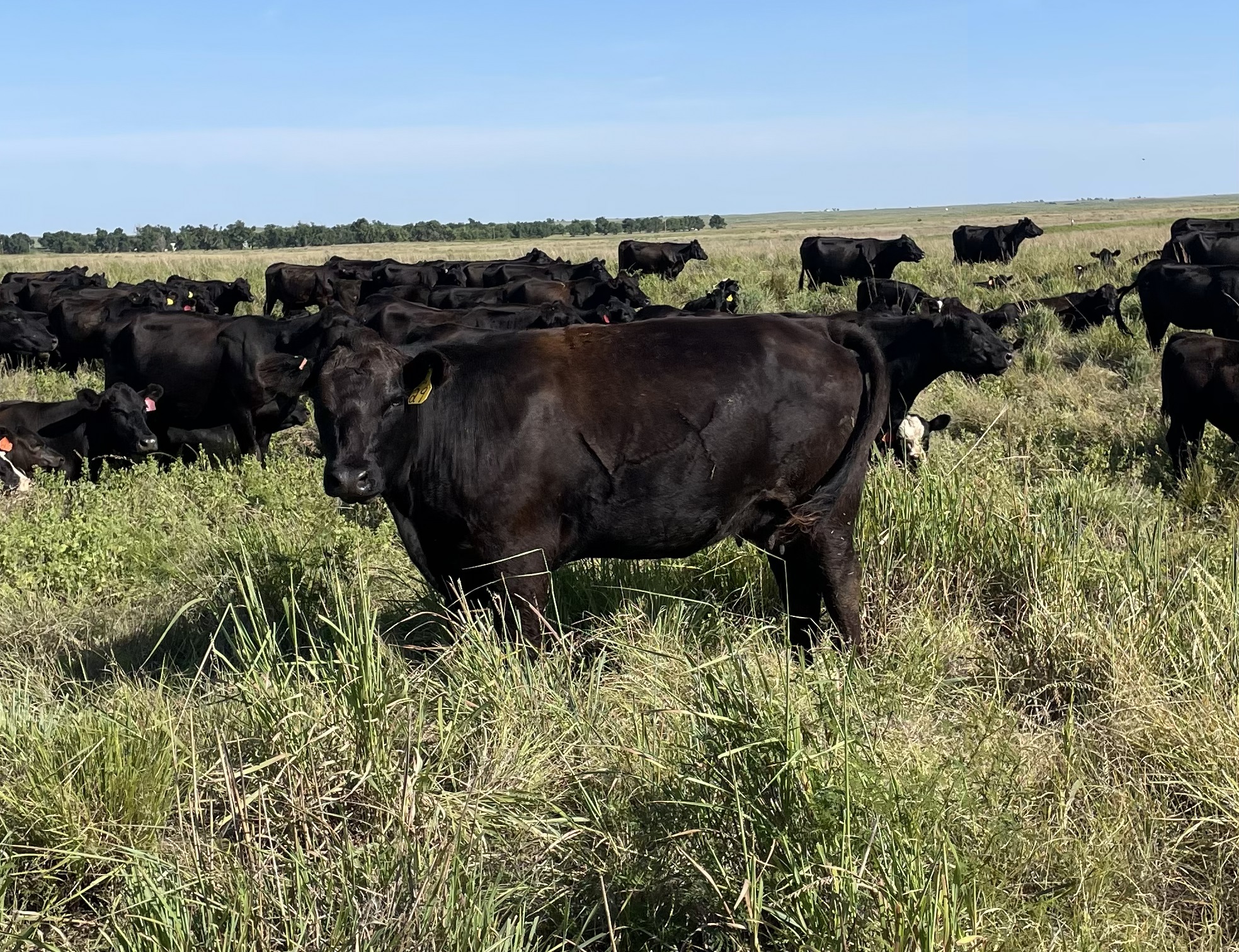 Cattle Range Listing Photo