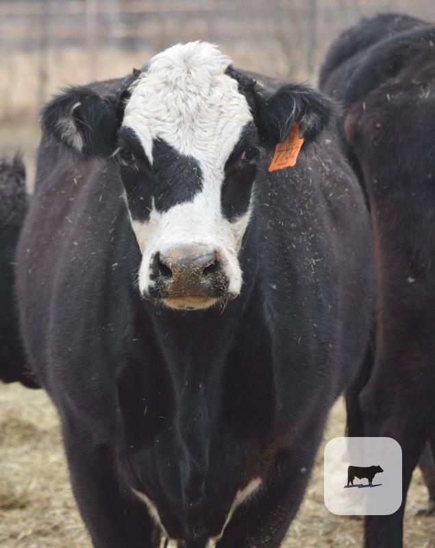 Cattle Range Listing Photo