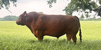 1 Reg. Red Angus Bull... North TX