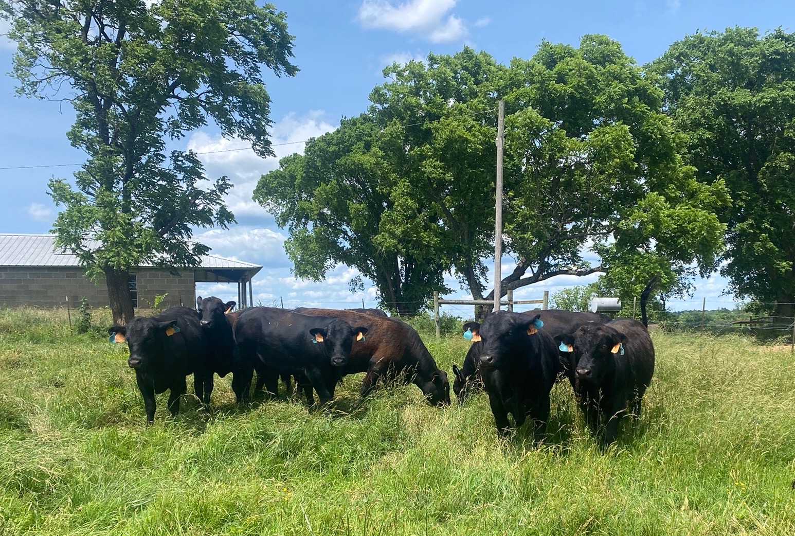 Cattle Range Listing Photo