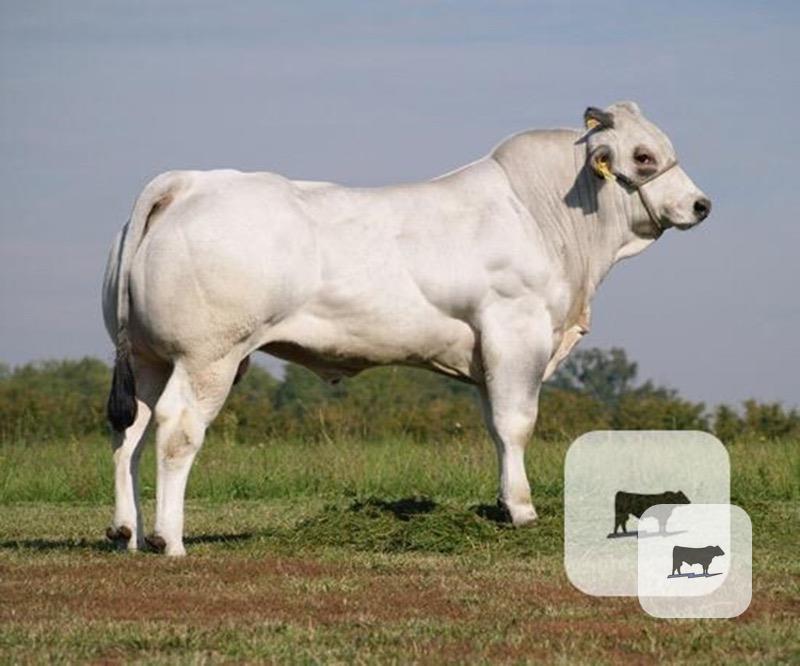 Cattle Range Listing Photo