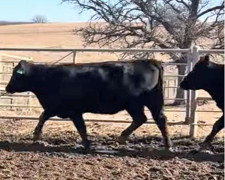 Cattle Range Listing Photo