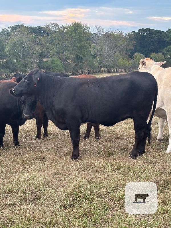 Cattle Range Listing Photo