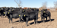 90 Angus & BWF Rep. Heifers... Southwest MO