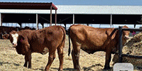 200	Angus, Red Angus/Brangus, Beefmaster, Santa Gertrudis & Crossbred Rep. Heifers... Central TX