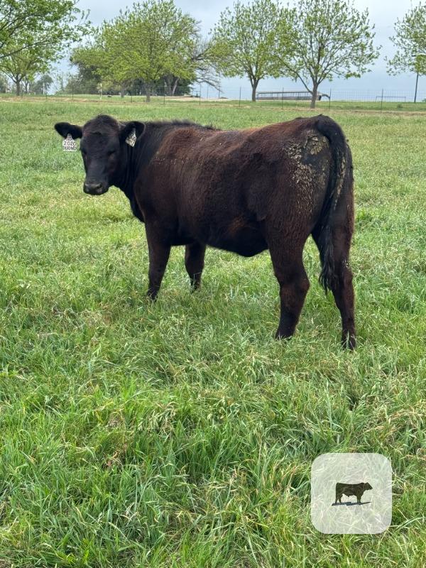 Cattle Range Listing Photo