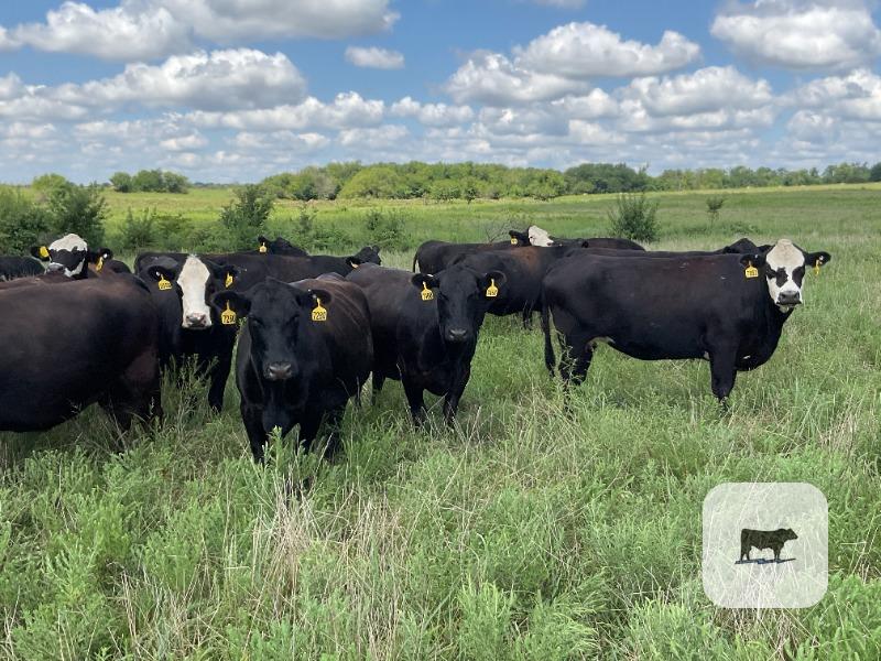 Cattle Range Listing Photo
