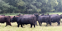 90 Angus & BWF Bred Heifers... Northeast AR