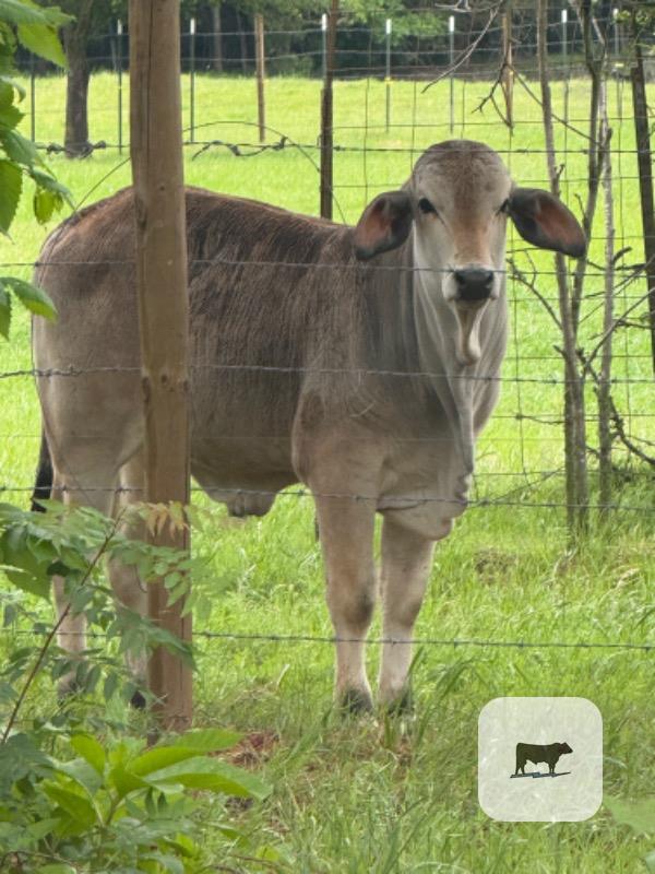 Cattle Range Listing Photo