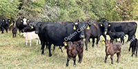 36 Angus & BWF Pairs... SW Missouri