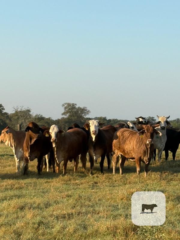 Cattle Range Listing Photo