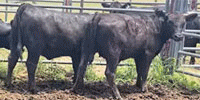 8 Reg. Angus Bred Heifers... Southeast TX