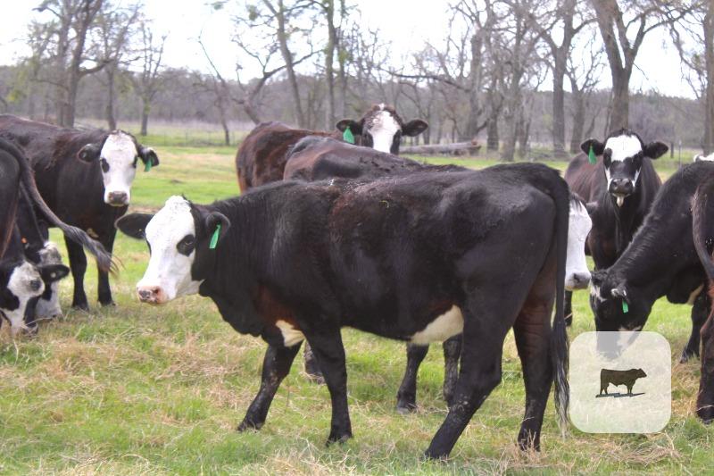 Cattle Range Listing Photo