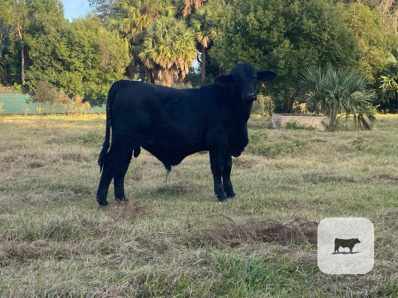 Cattle Range Listing Photo