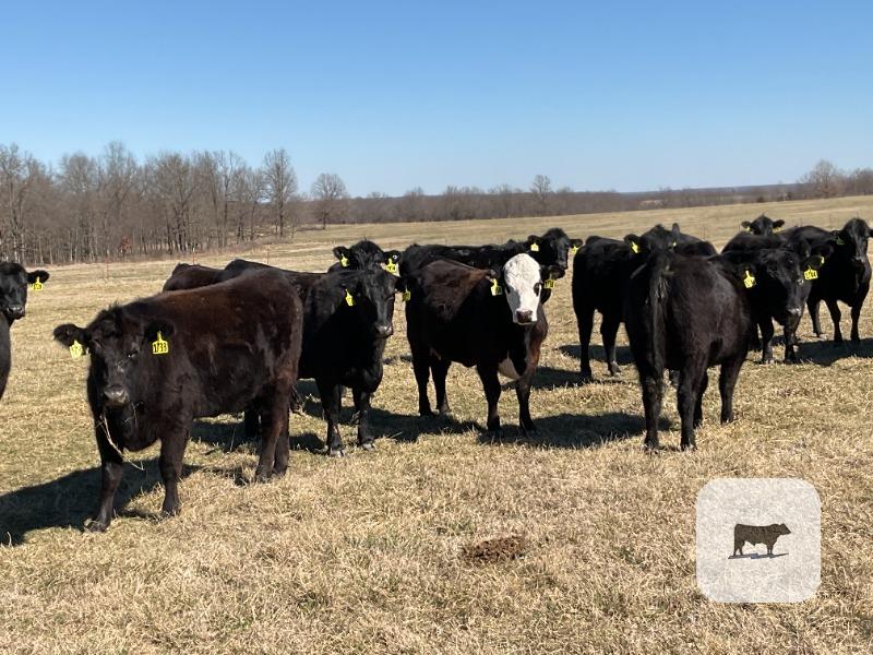 Cattle Range Listing Photo