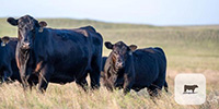 200	Reg. Angus Cows... Central NE ~ FD