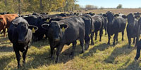 47 Angus Plus Bred Heifers... Northeast TX