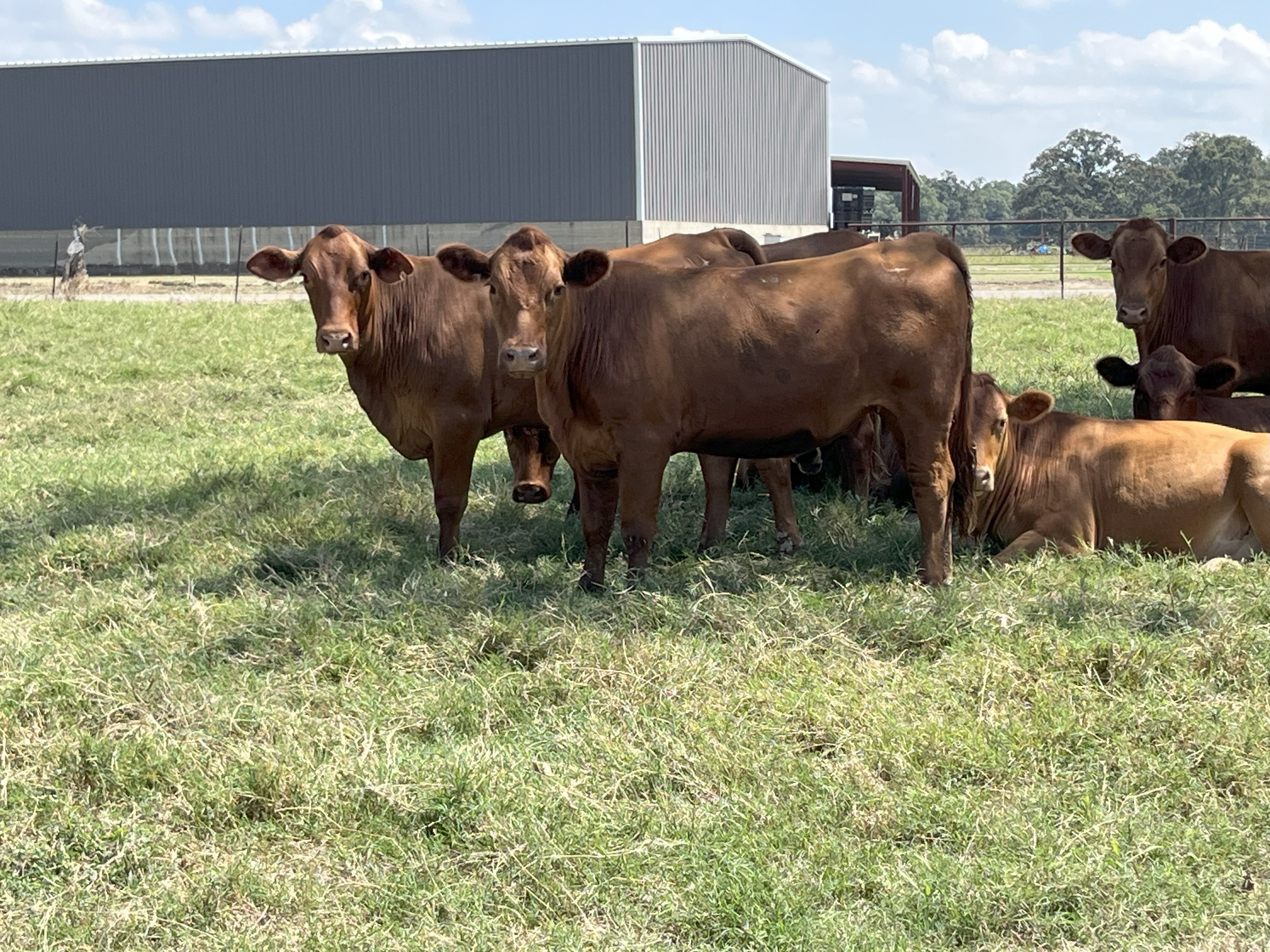 Cattle Range Listing Photo