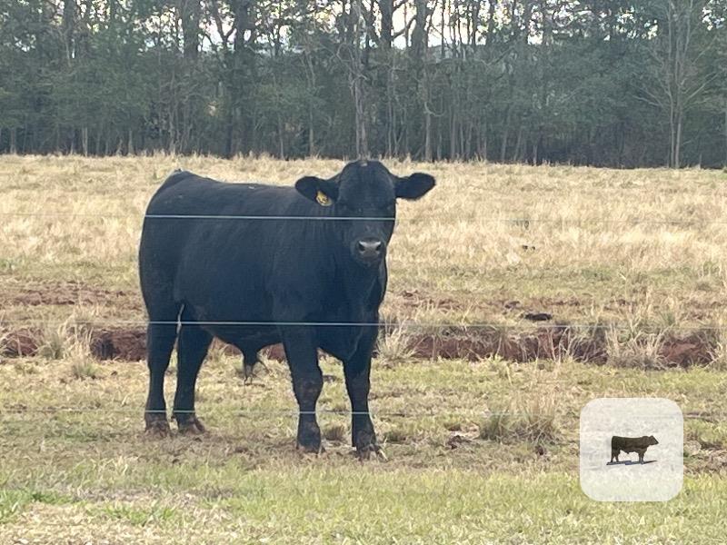 Cattle Range Listing Photo