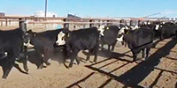 62 F1 Angus Cross 'BWF' Rep. Heifers... Northeast WY ~ FD