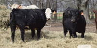 50 Angus & Red Angus Bred Heifers w/ 3+ Calves... E. Central OK
