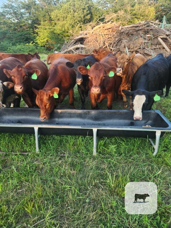 Cattle Range Listing Photo