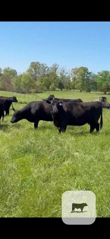 Cattle Range Listing Photo