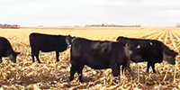 100	Angus Bred Heifers... E. Central NE