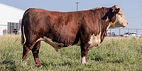 1 Hereford Bull... Southwest MO
