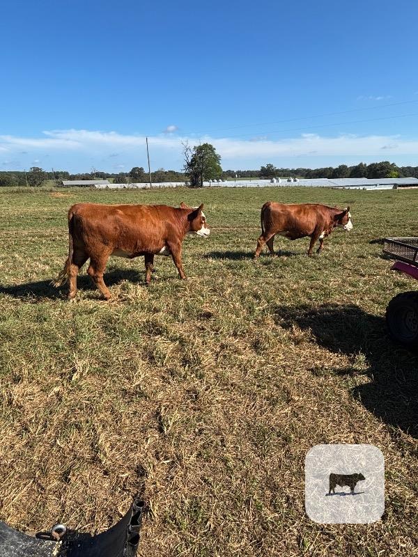 Cattle Range Listing Photo