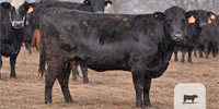 90 Angus & Angus Cross Cows... E. Central OK (1)