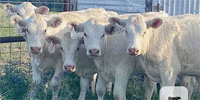 9 Charolais Rep. Heifers... N. Central TX