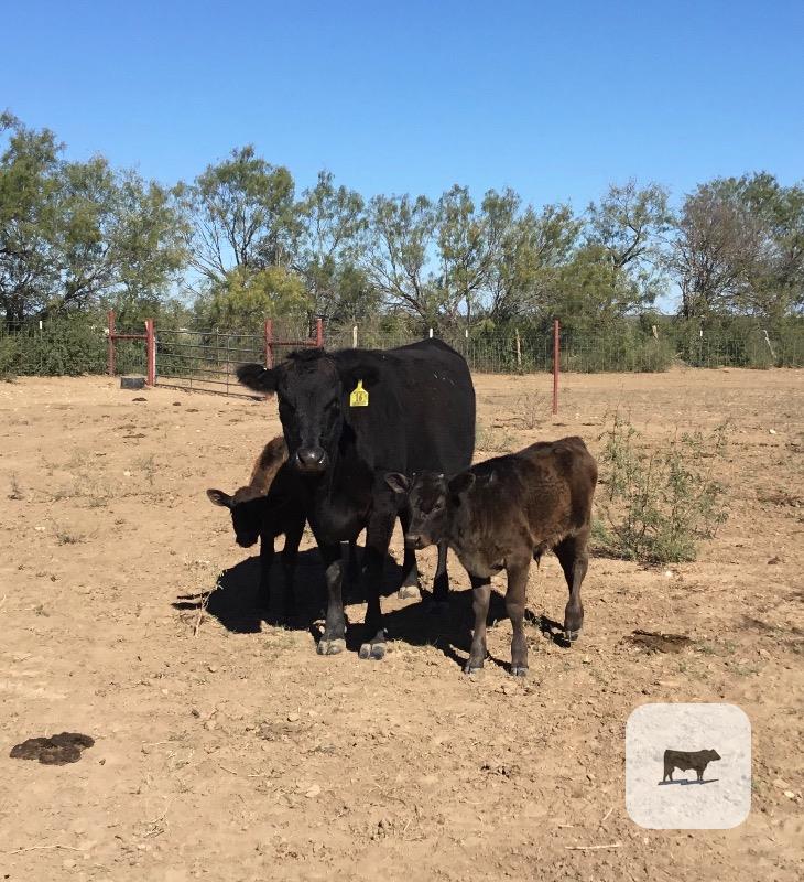 Cattle Range Listing Photo