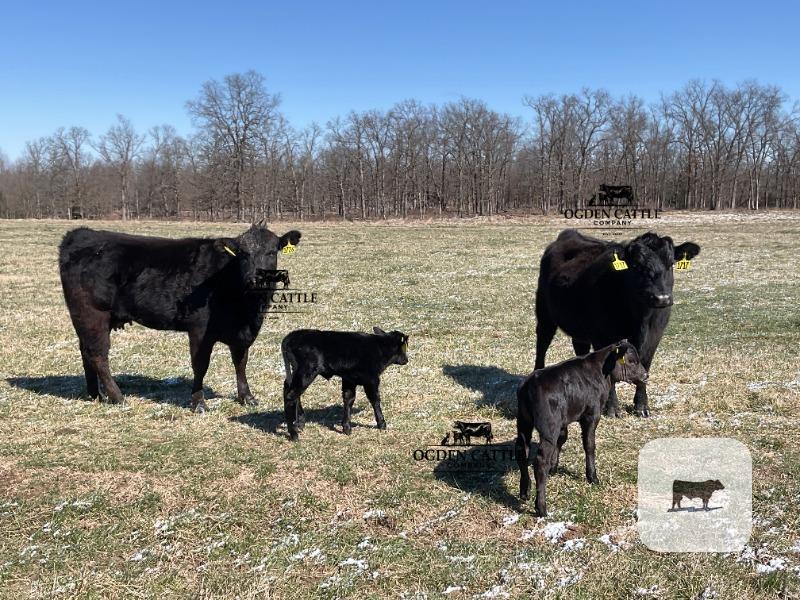 Cattle Range Listing Photo