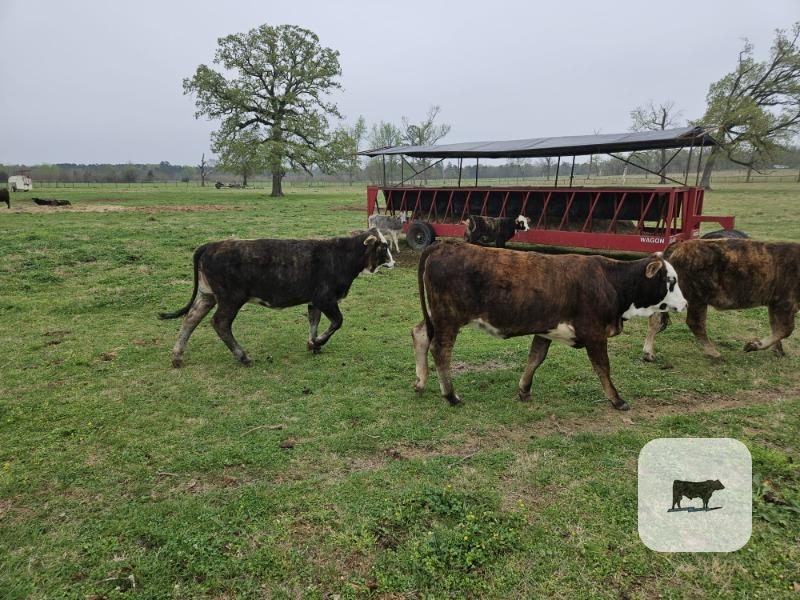 Cattle Range Listing Photo