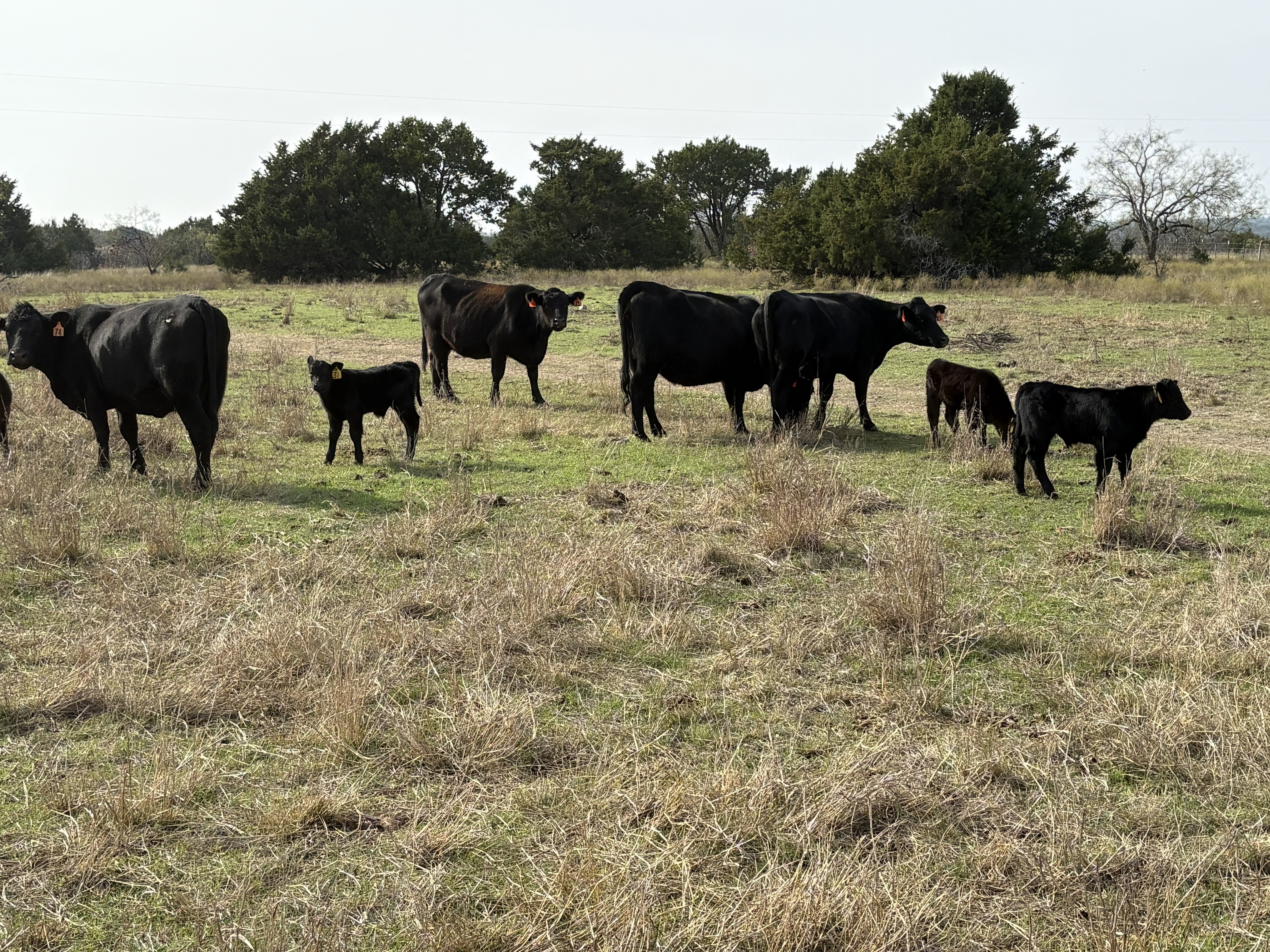Cattle Range Listing Photo