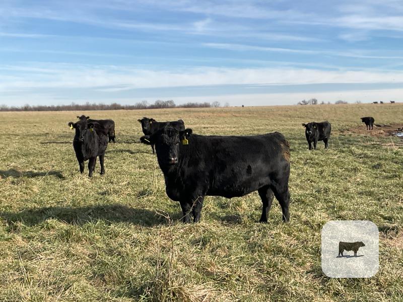 Cattle Range Listing Photo