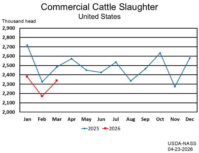 4/23/26: USDA Monthly Livestock Slaughter Report