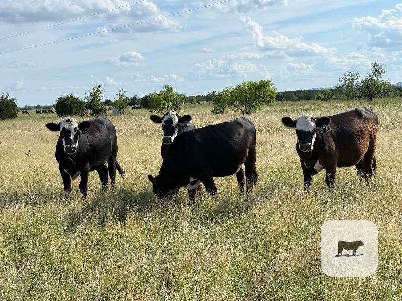 Cattle Range Listing Photo