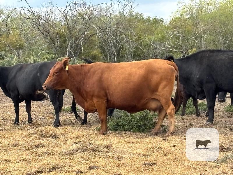 Cattle Range Listing Photo